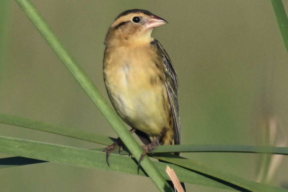 Bobolink - ML609421103