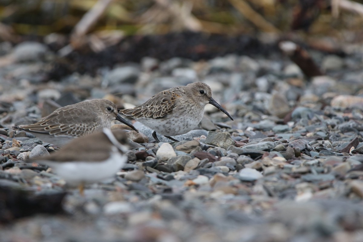 Dunlin - ML609421116