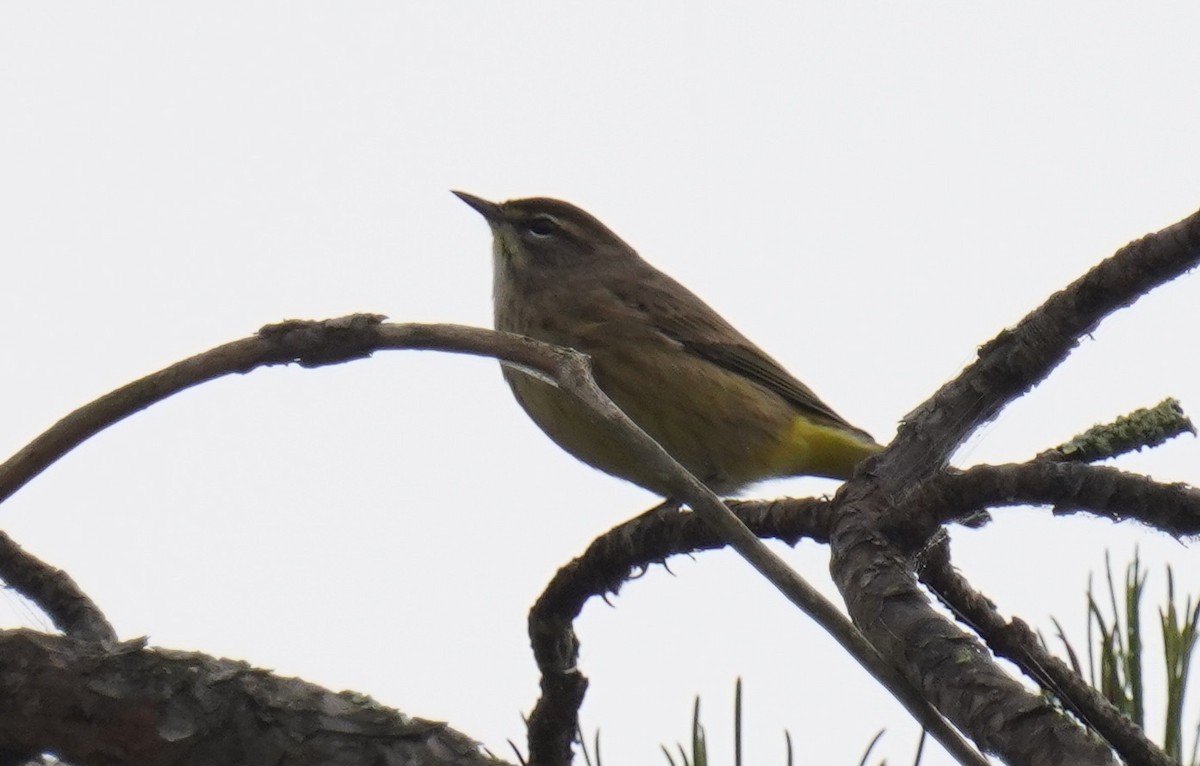 Palm Warbler - ML609421234