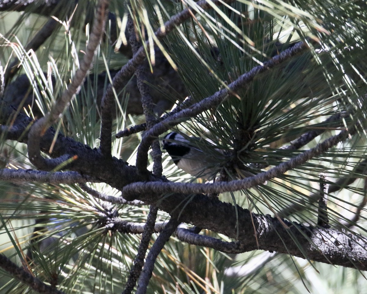 Mountain Chickadee - ML609421239