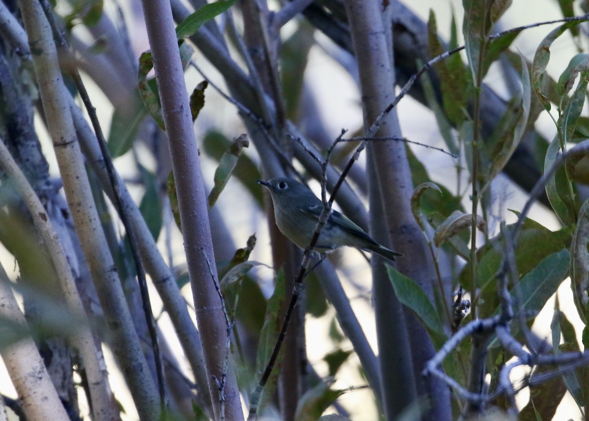 Ruby-crowned Kinglet - ML609421285