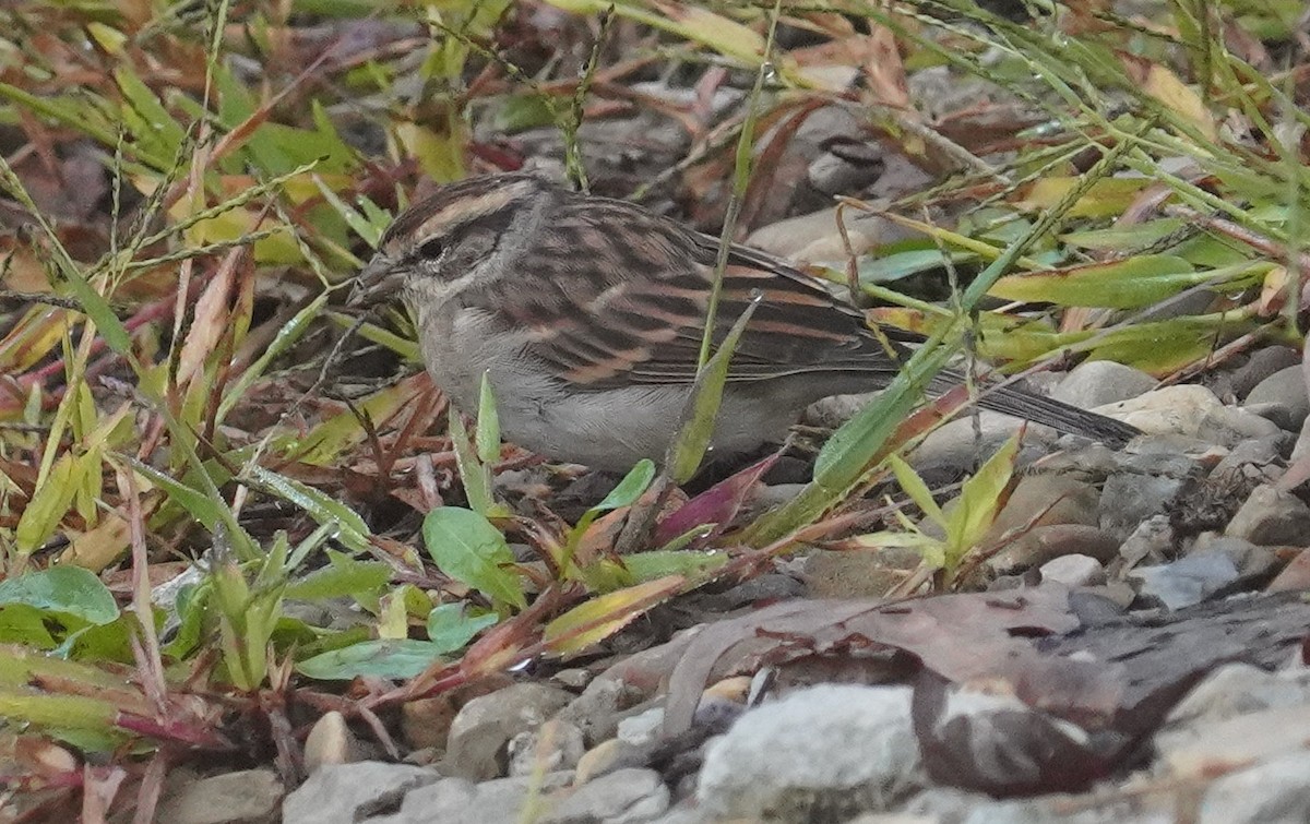 Chipping Sparrow - ML609421296