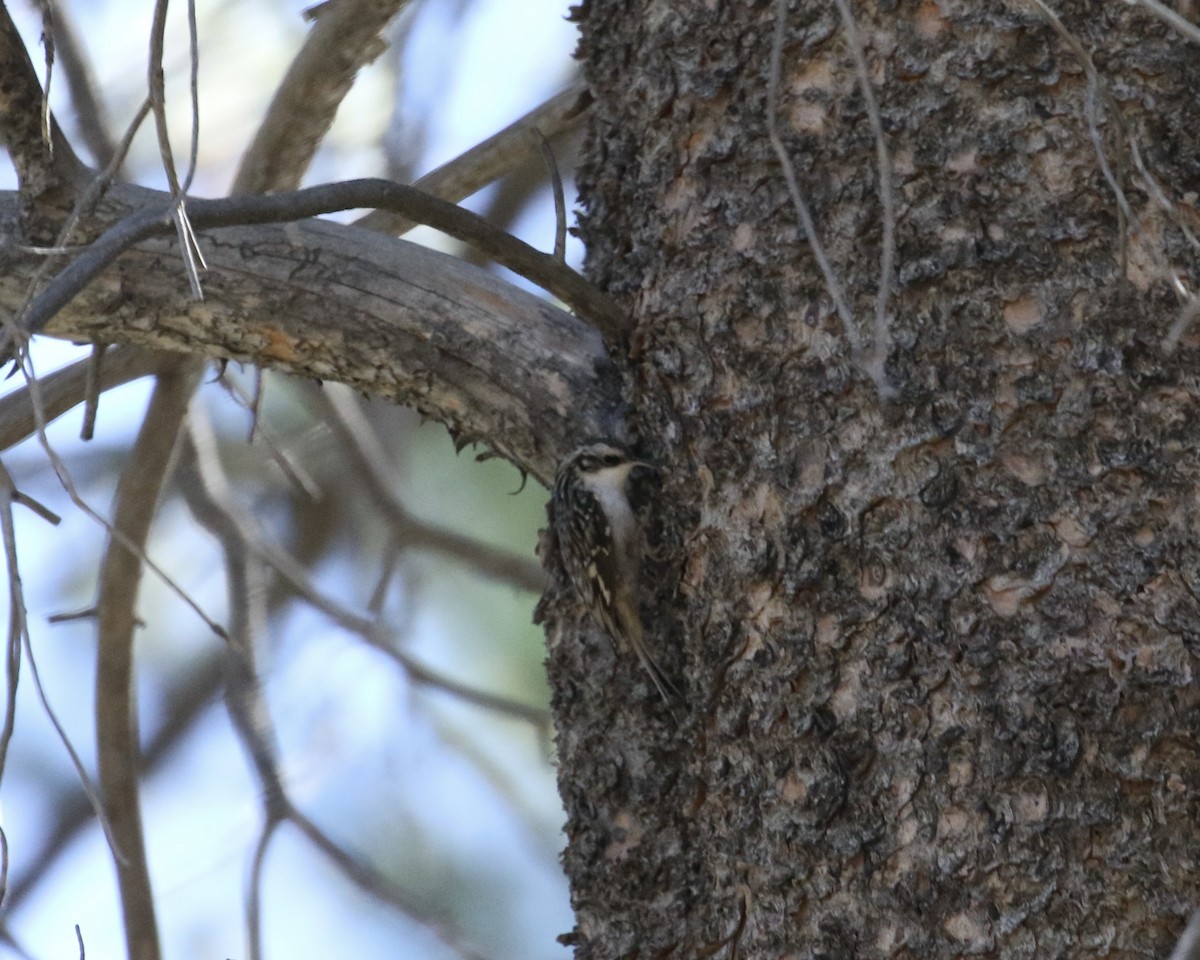 Brown Creeper - ML609421307