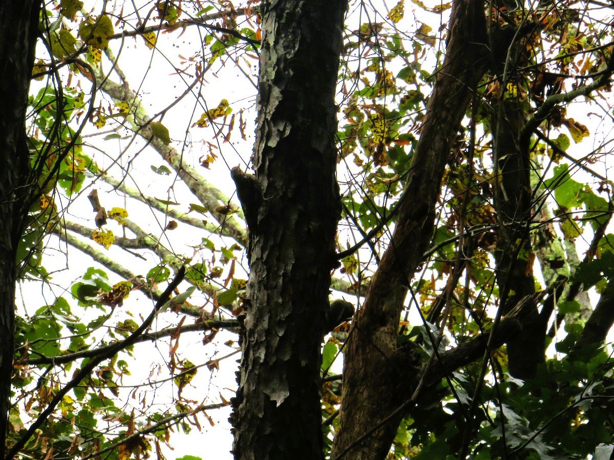 Yellow-bellied Sapsucker - ML609421351