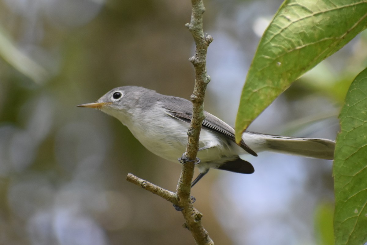 Blue-gray Gnatcatcher - ML609421379