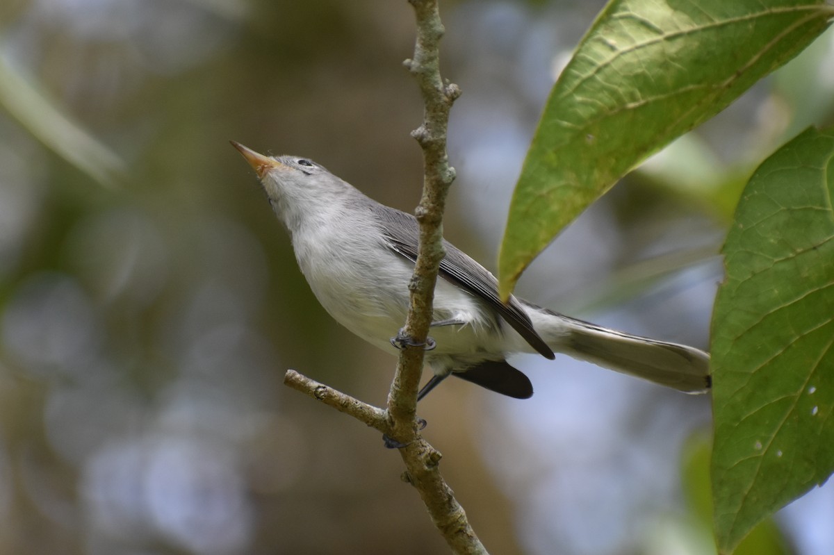 Blue-gray Gnatcatcher - Claire H