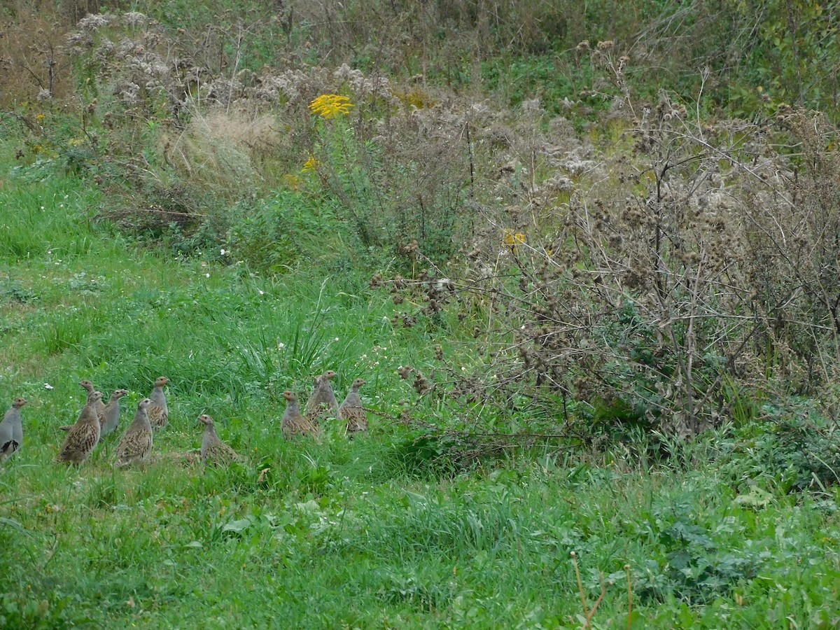 Gray Partridge - ML609421537