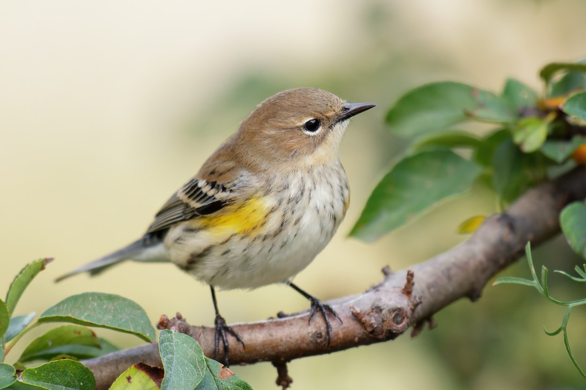 Yellow-rumped Warbler - Linda Petersen