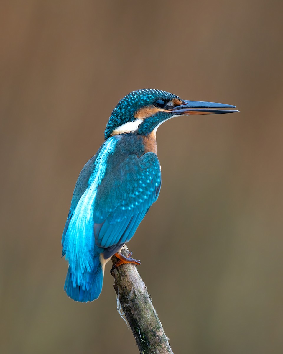 Common Kingfisher - ML609421729