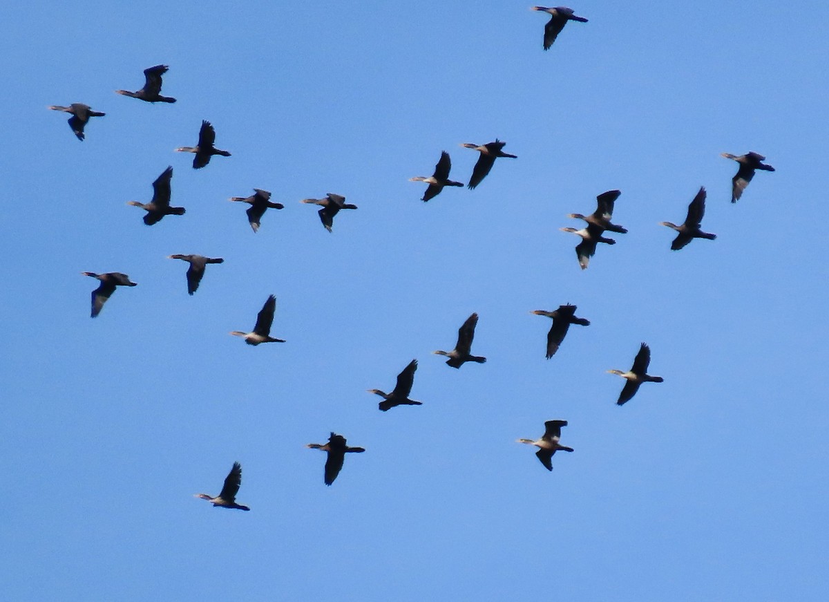 Double-crested Cormorant - ML609421777