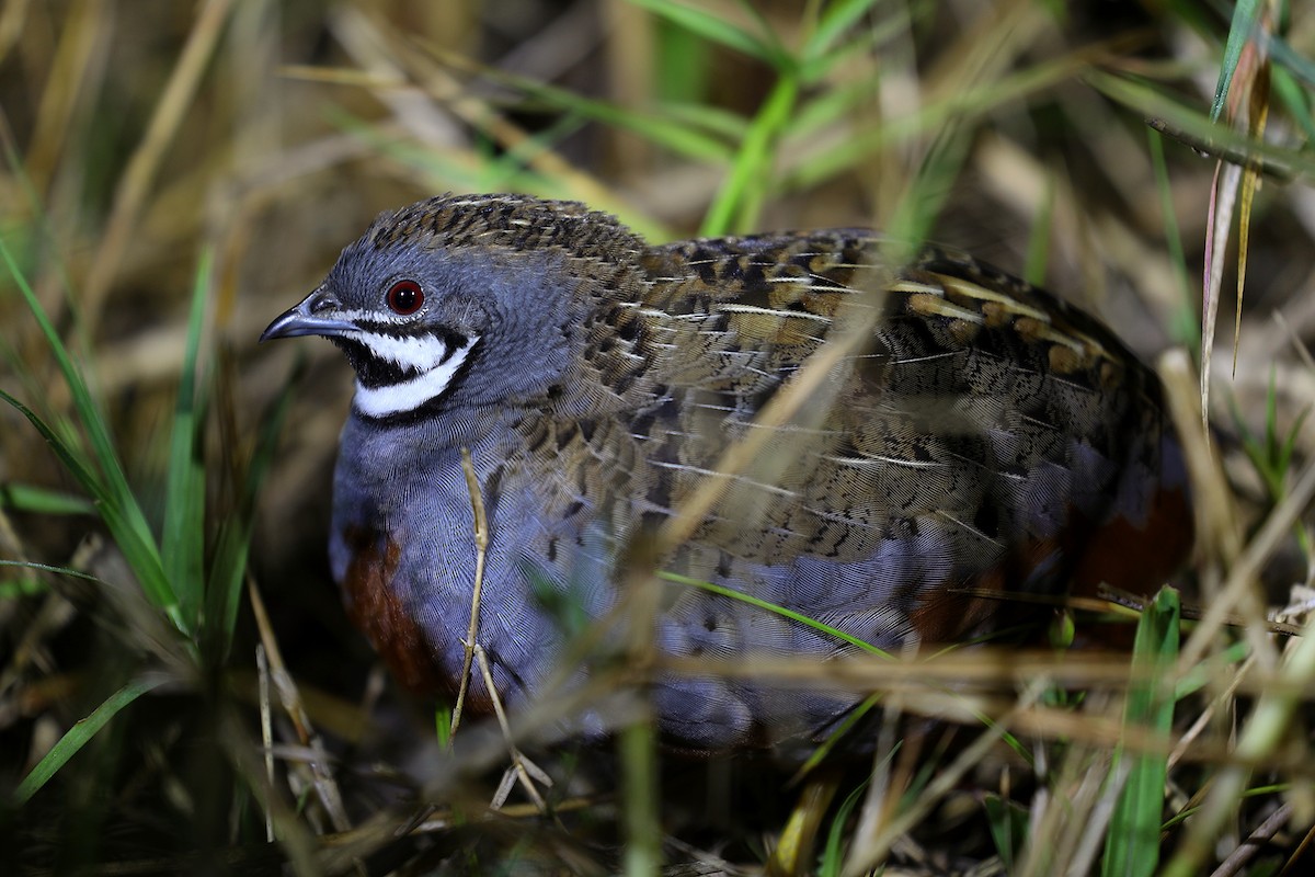 Blue-breasted Quail - ML609421786