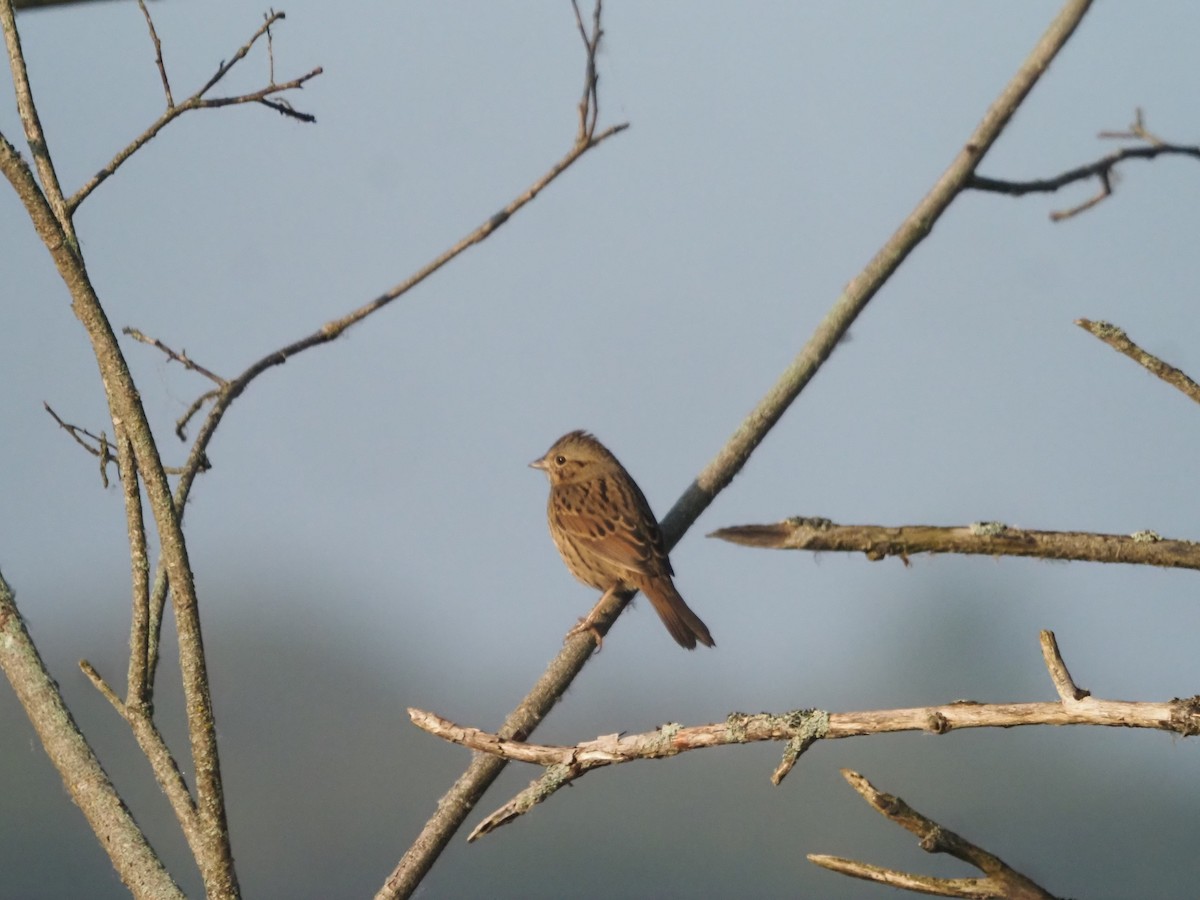 Lincoln's Sparrow - Kevin Wistrom