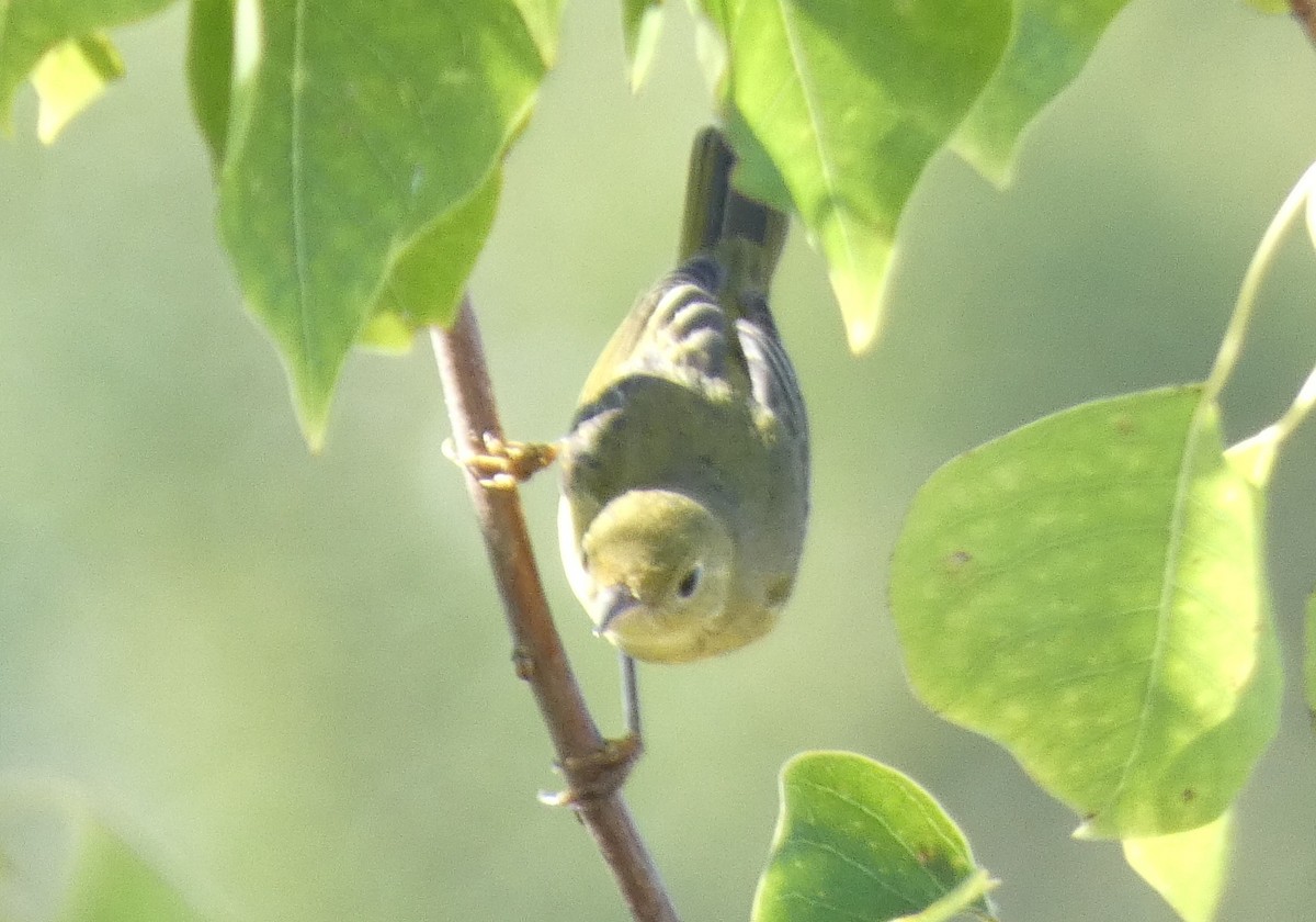 Yellow Warbler - ML609421818