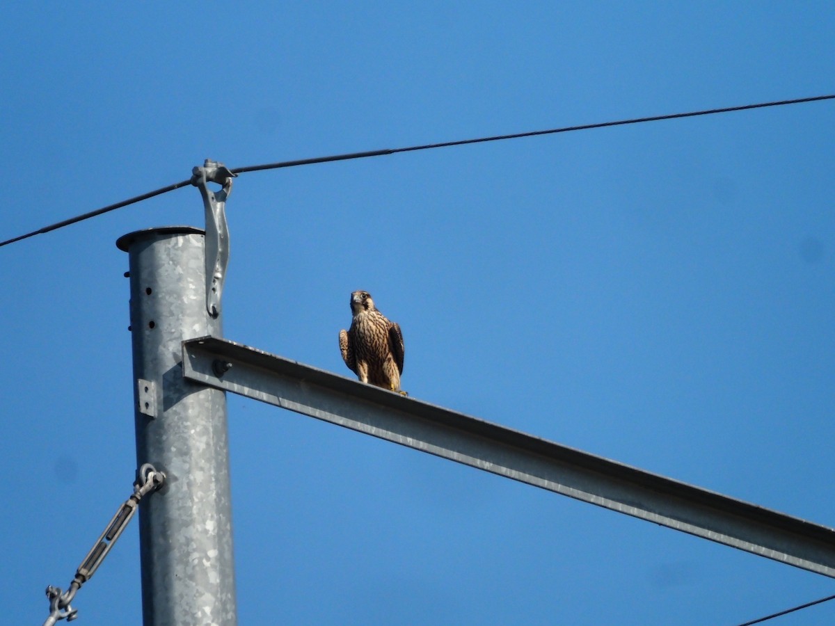 Peregrine Falcon - ML609421852