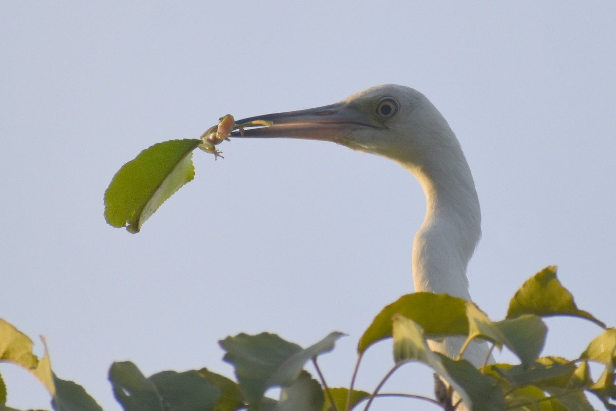 Little Blue Heron - ML609421978