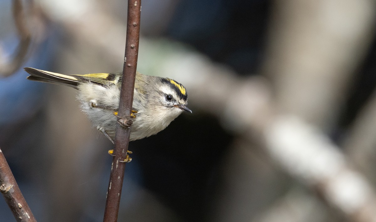 Golden-crowned Kinglet - ML609422005