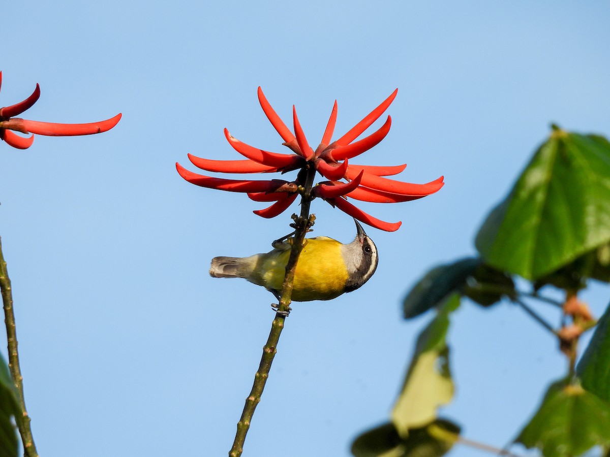 Bananaquit - Selene Davey