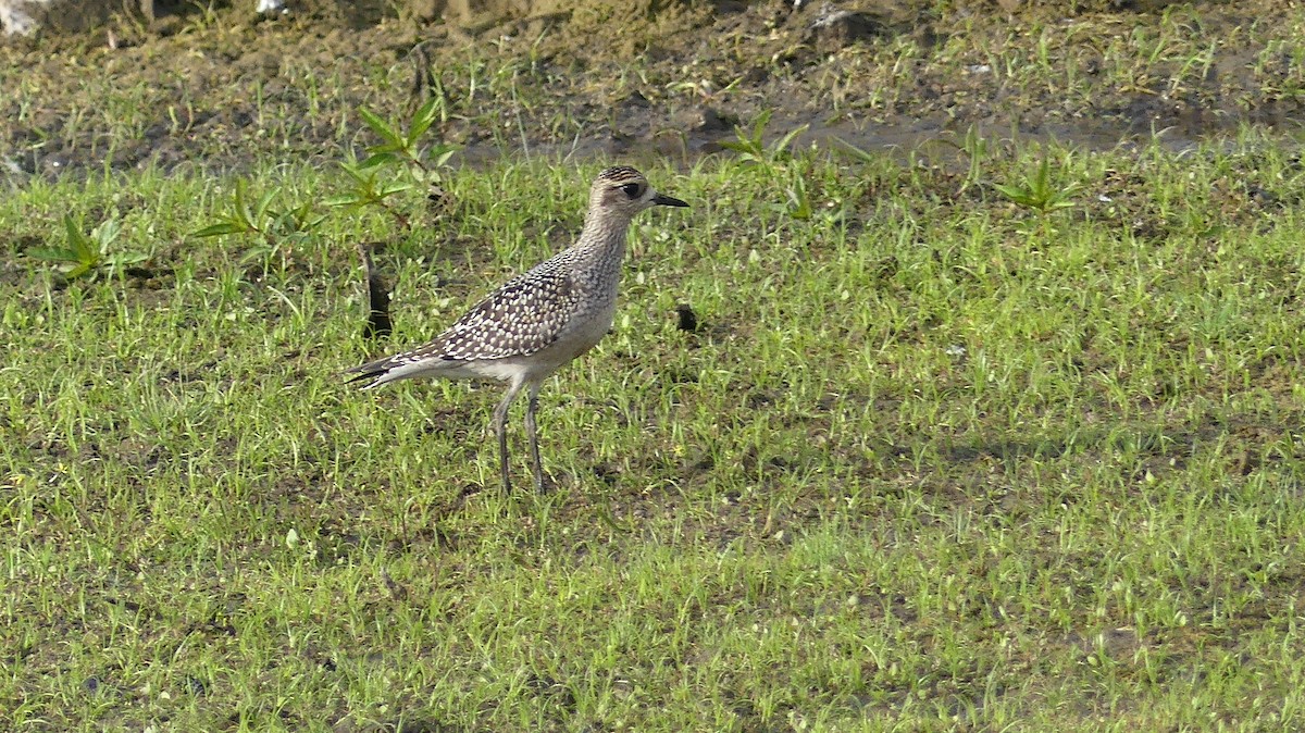 American Golden-Plover - ML609422020