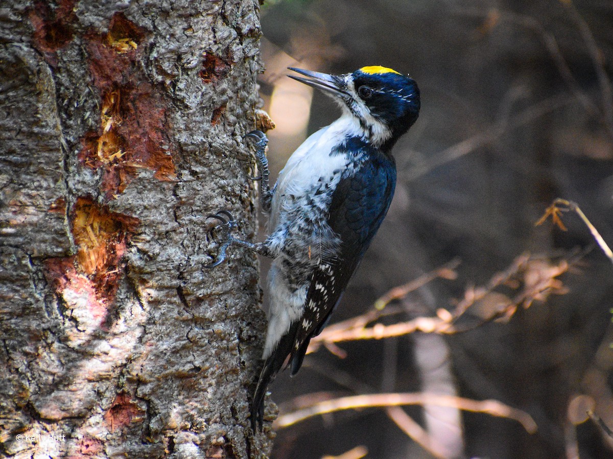 Black-backed Woodpecker - ML609422022