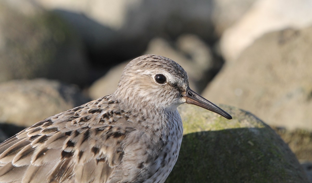 White-rumped Sandpiper - ML609422031