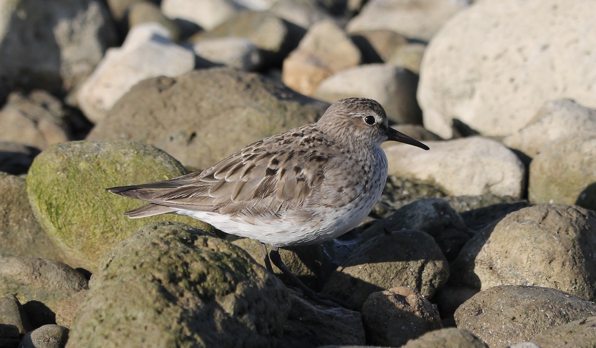 White-rumped Sandpiper - ML609422032