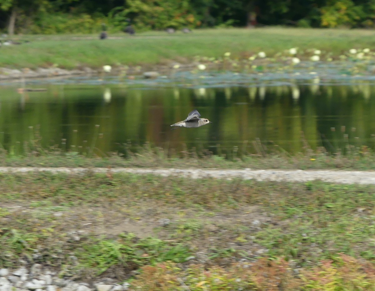 American Golden-Plover - ML609422035