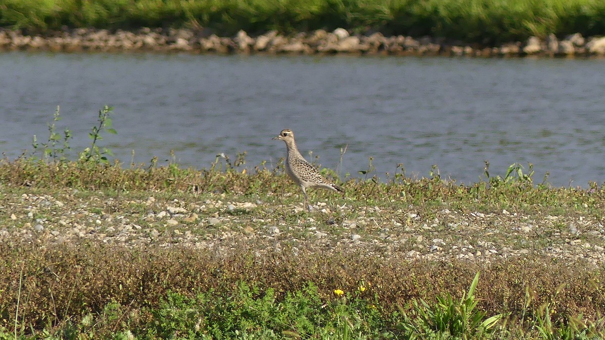 American Golden-Plover - ML609422077