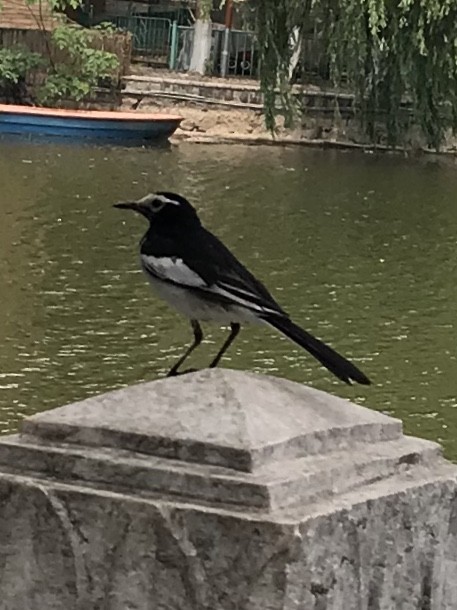 White Wagtail (Hodgson's) - ML609422083