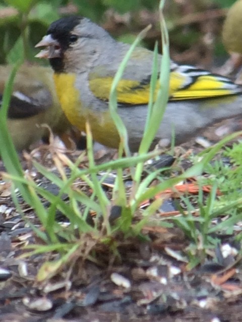 Lawrence's Goldfinch - ML60942211