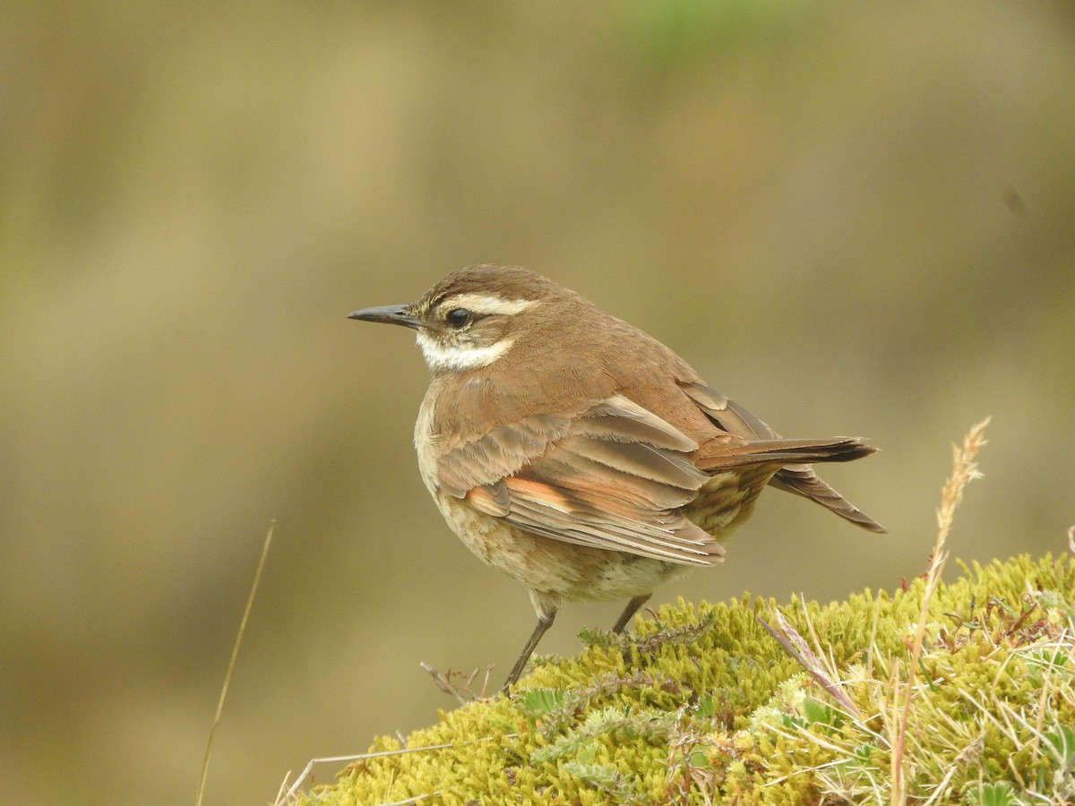 Chestnut-winged Cinclodes - ML609422123