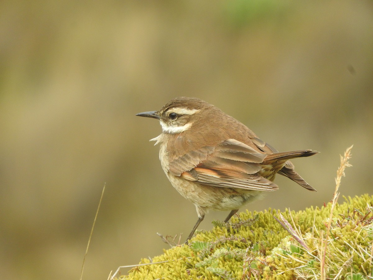 Chestnut-winged Cinclodes - ML609422124