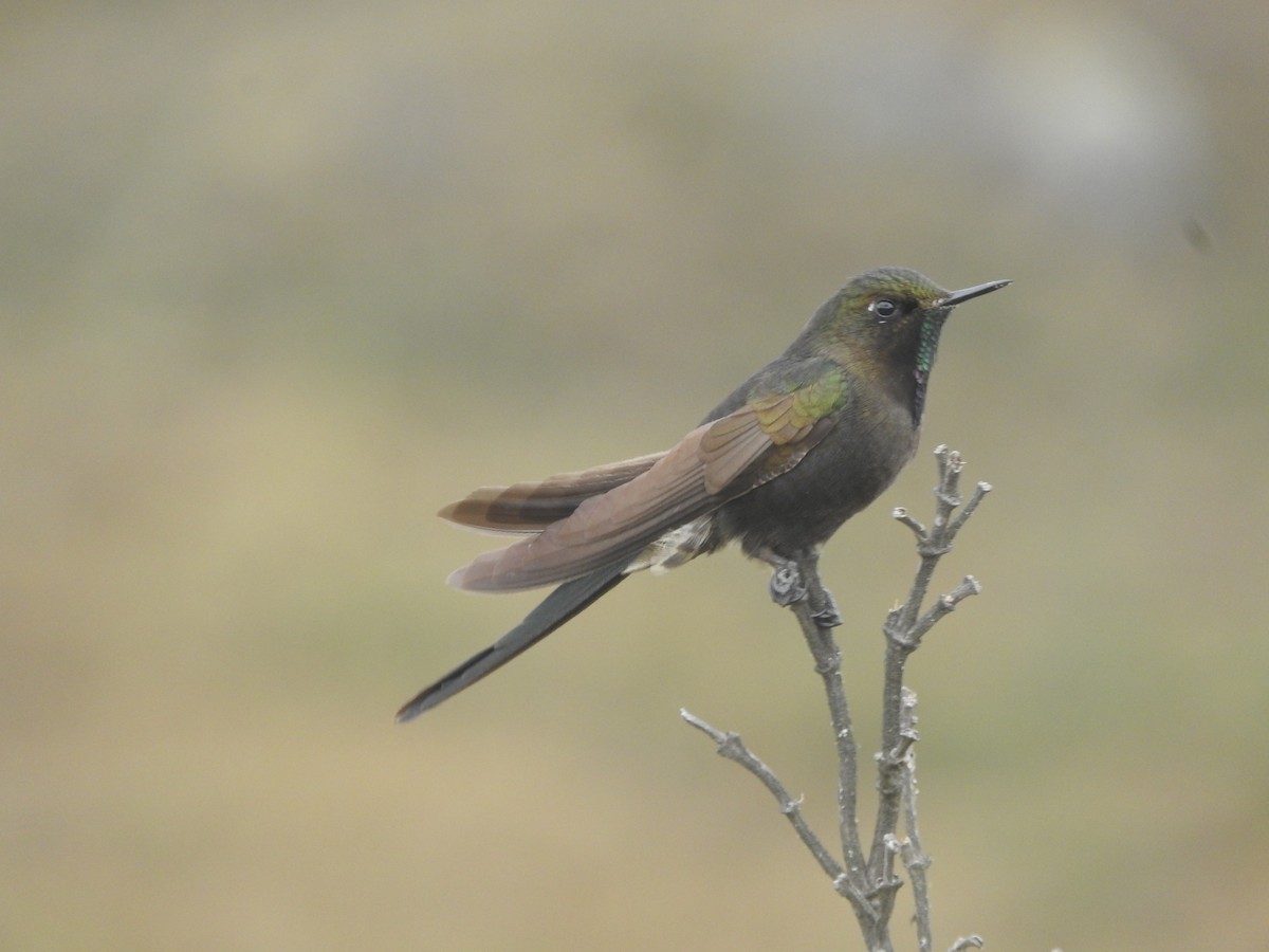 Blue-mantled Thornbill - ML609422135