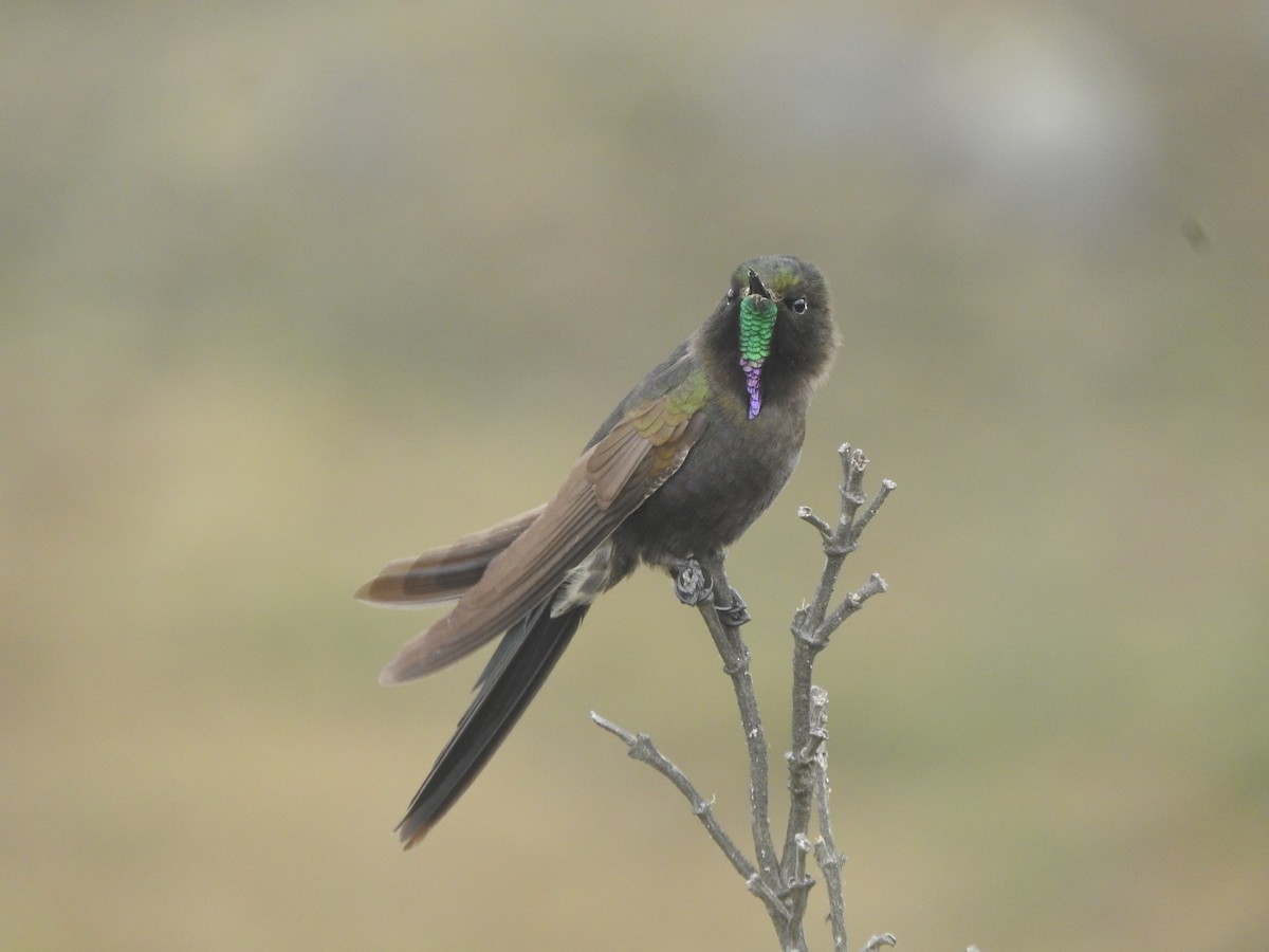 Blue-mantled Thornbill - ML609422136