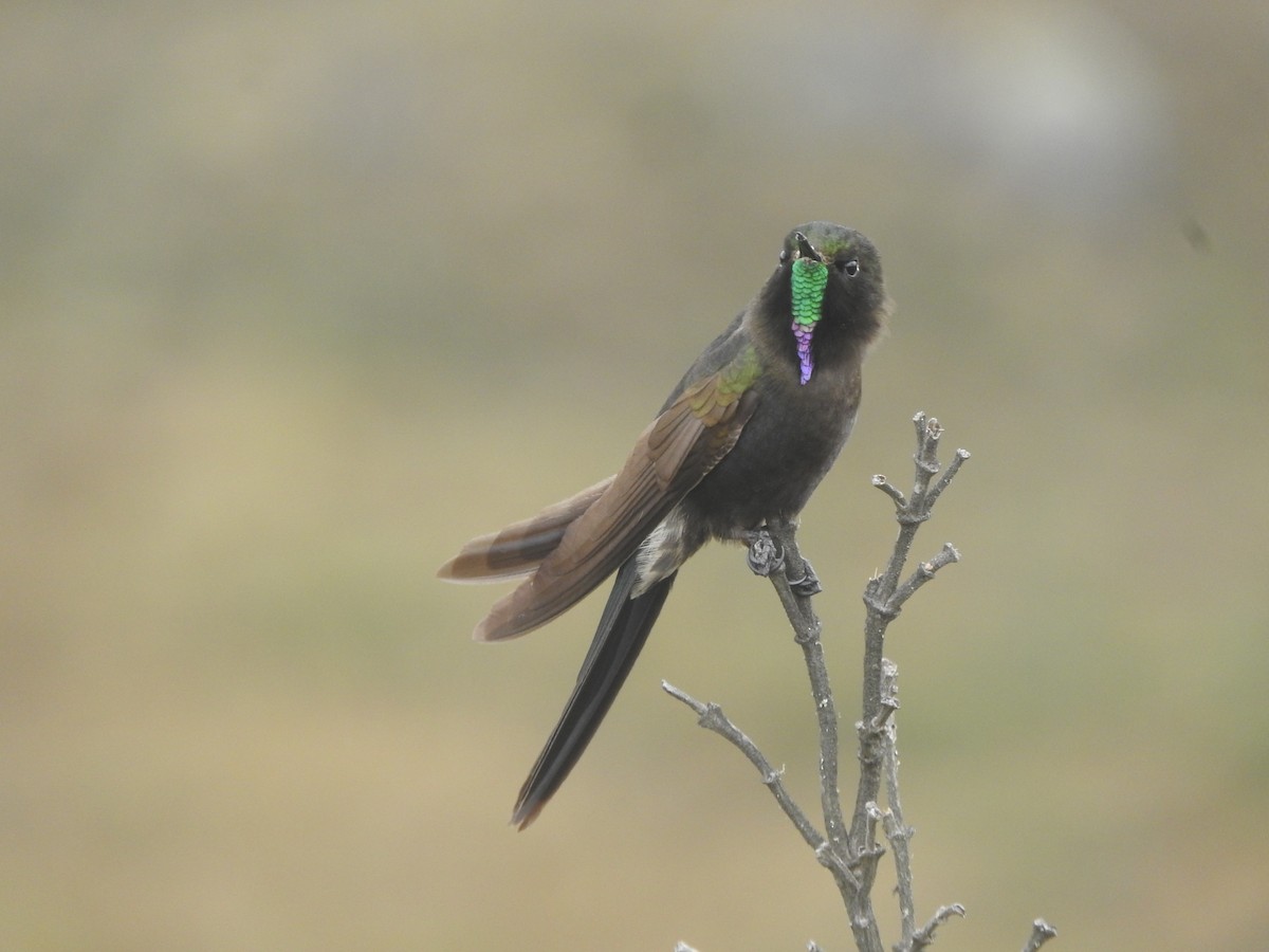 Blue-mantled Thornbill - ML609422137