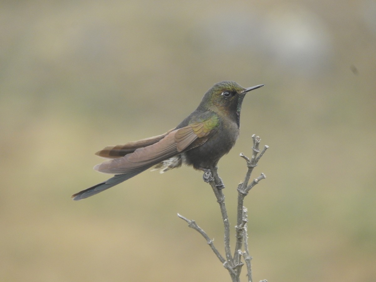 Blue-mantled Thornbill - ML609422138