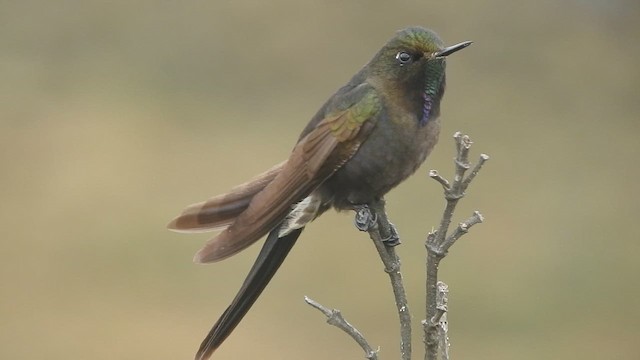 Colibrí de Stanley - ML609422141