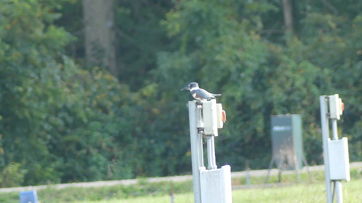 Belted Kingfisher - ML609422159