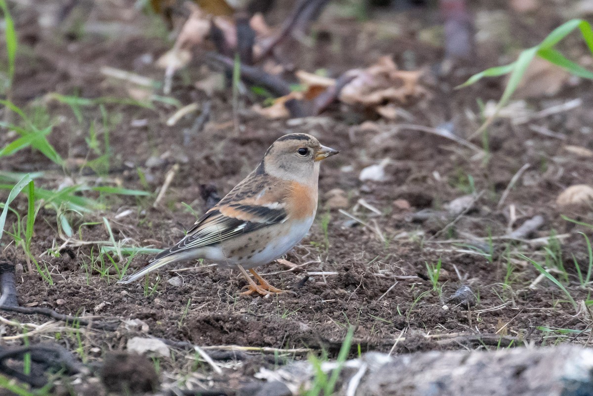 Brambling - Tom Bedford