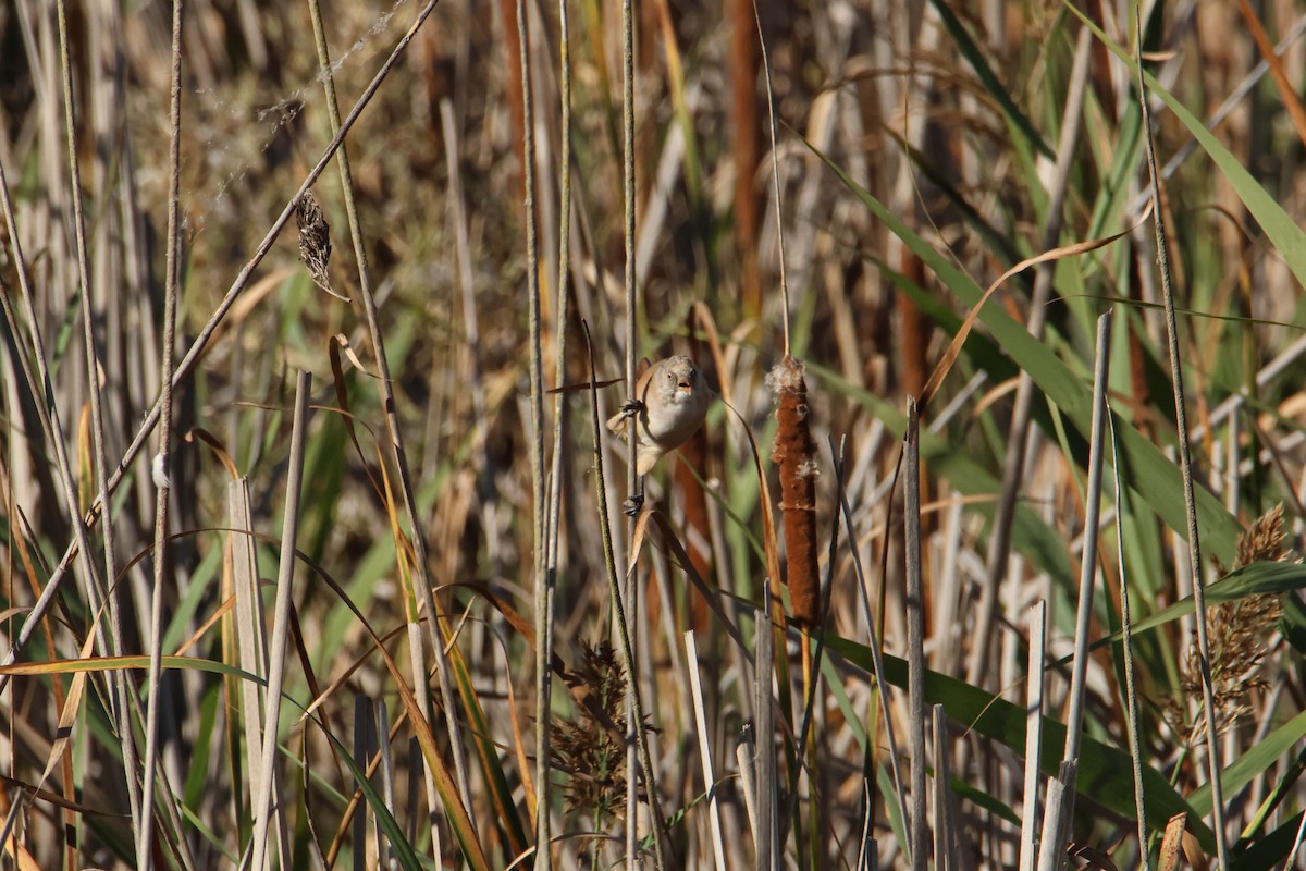 Bearded Reedling - ML609422364