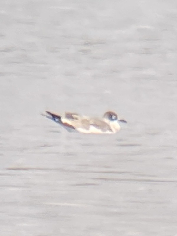 Franklin's Gull - ML609422387