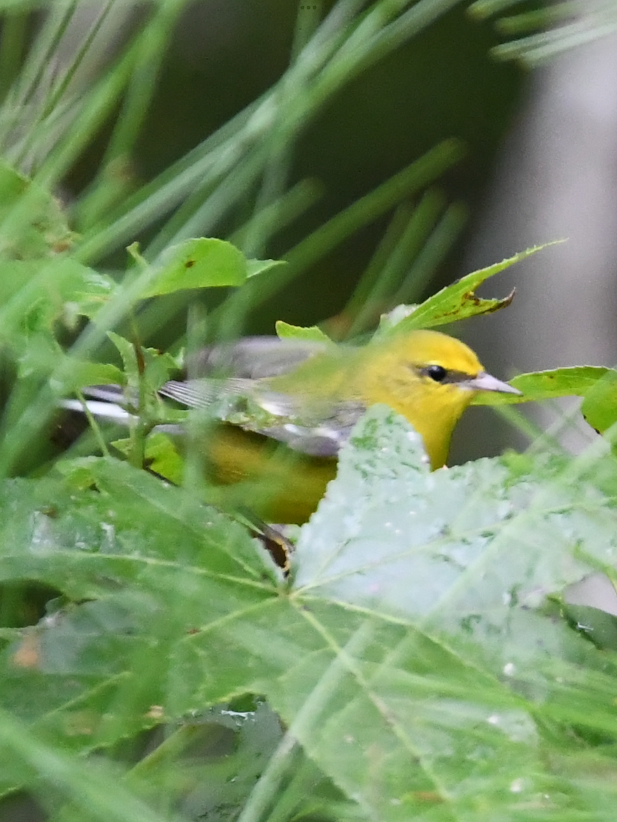 Blauflügel-Waldsänger - ML609422434