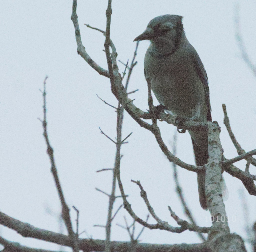 Blue Jay - ML609422460