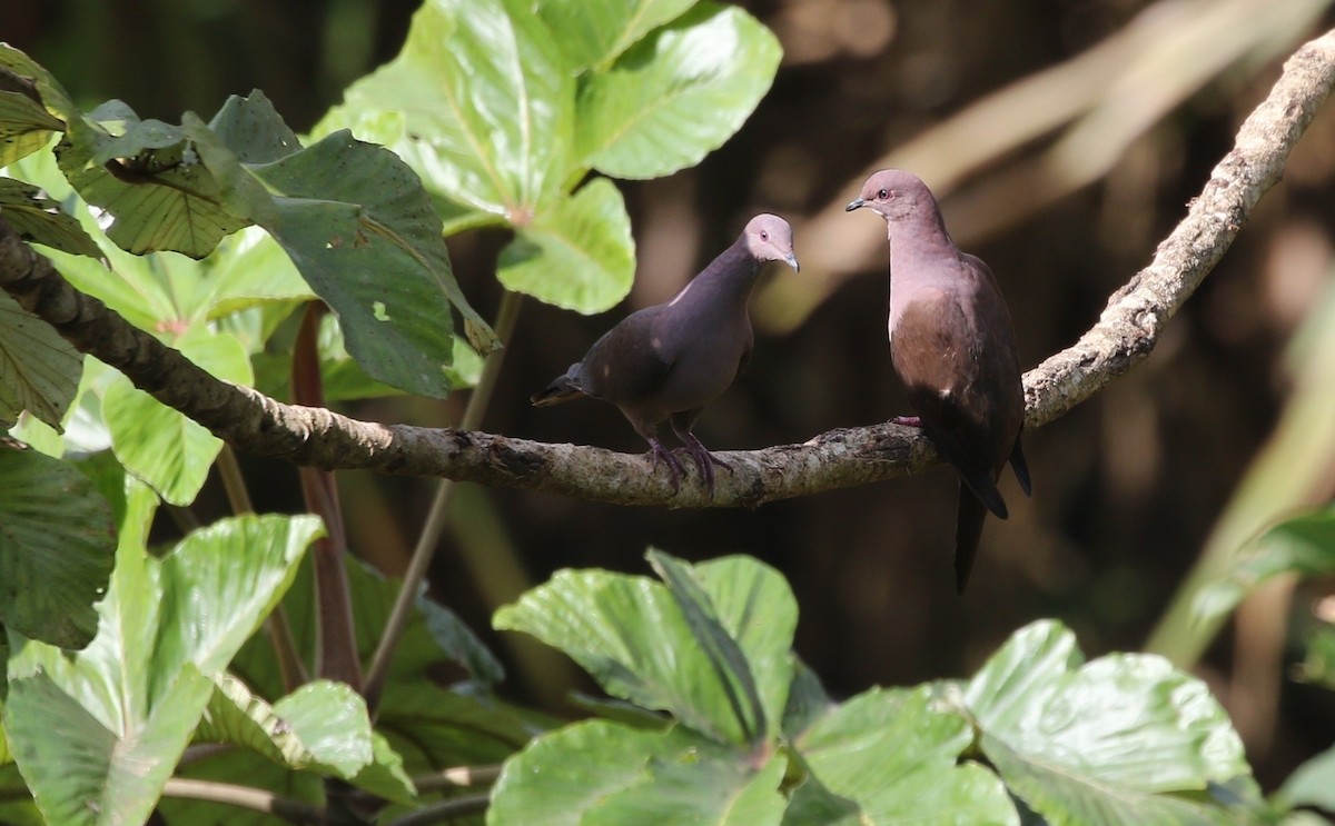 agatdue (purpureotincta gr.) - ML609422631