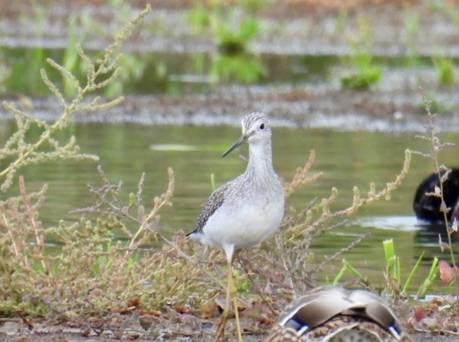 Greater Yellowlegs - ML609422641