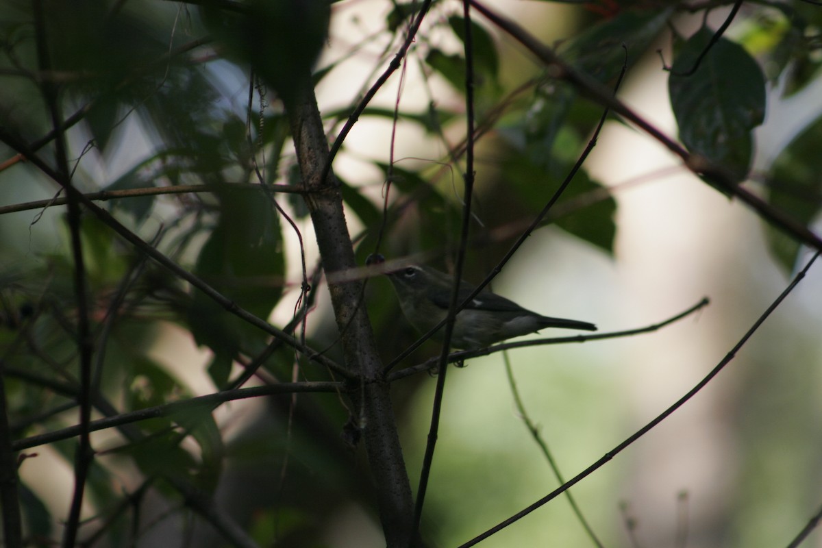 Black-throated Blue Warbler - Hansel Herrera