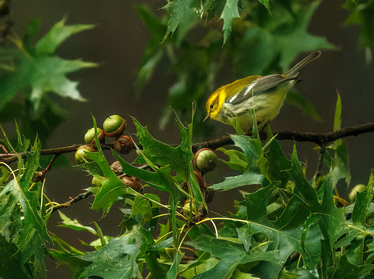 Black-throated Green Warbler - ML609422752