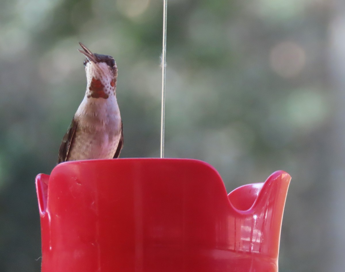 Ruby-throated Hummingbird - ML609422869