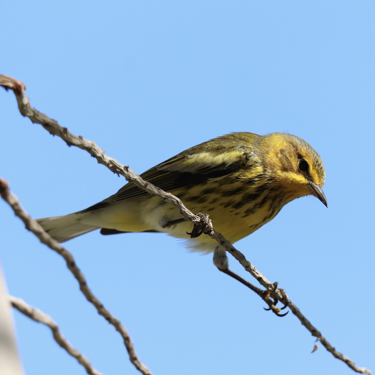 Cape May Warbler - ML609422879