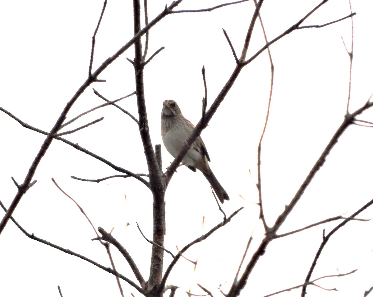 White-throated Sparrow - ML609422908