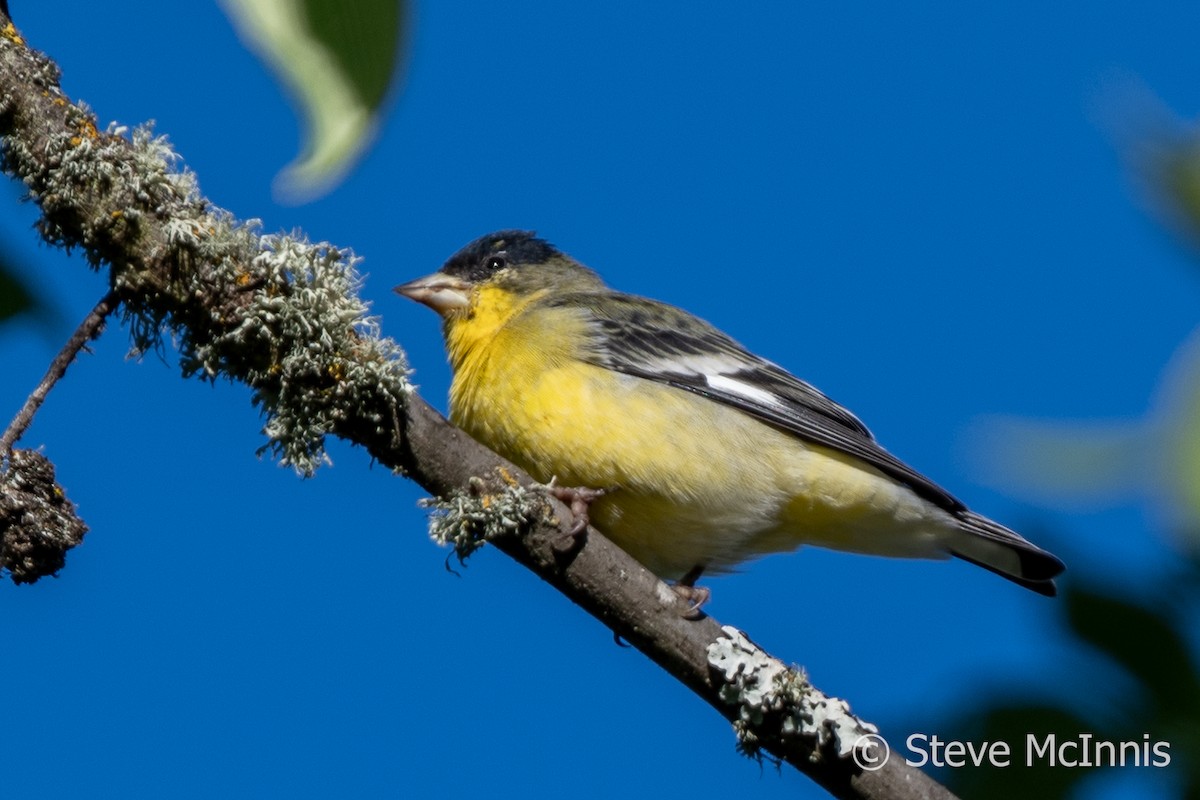 Lesser Goldfinch - ML609422913